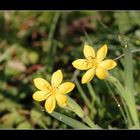 une petite fleur