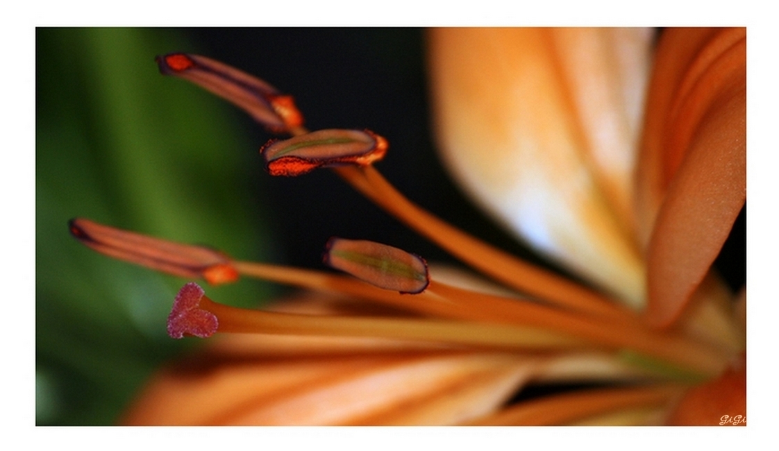 Une petite fleur