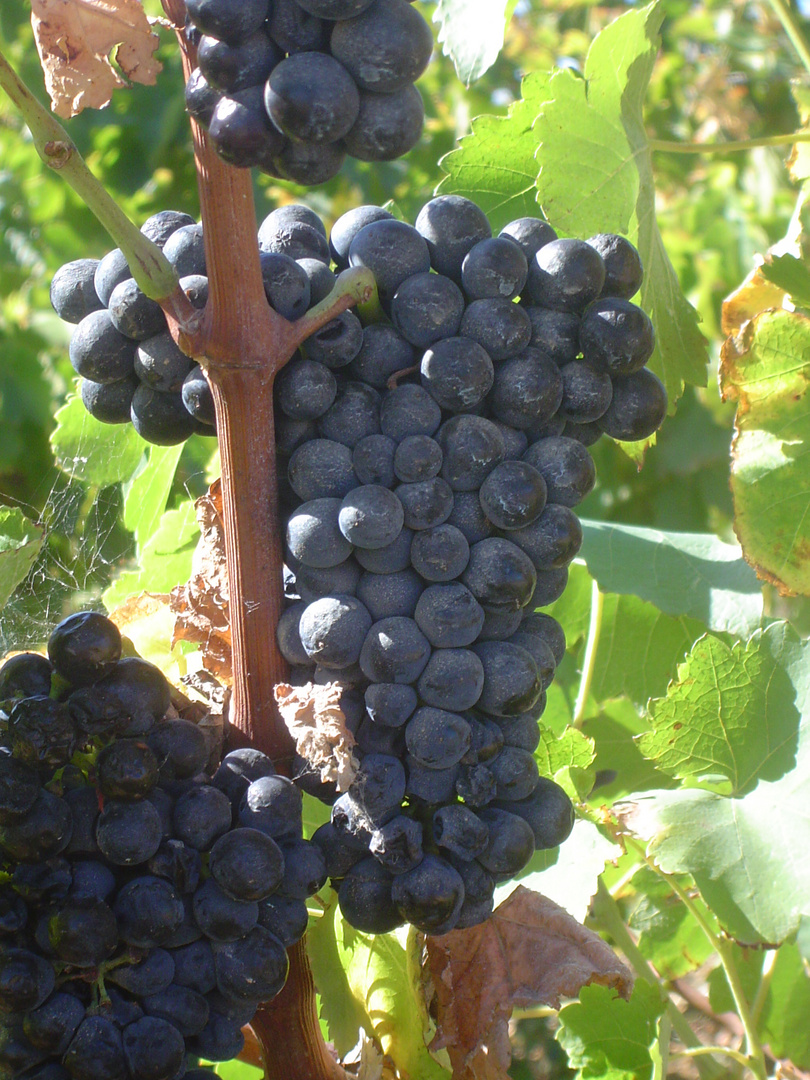 Une petite grappe qui deviendra grand vin