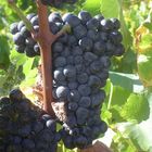 Une petite grappe qui deviendra grand vin