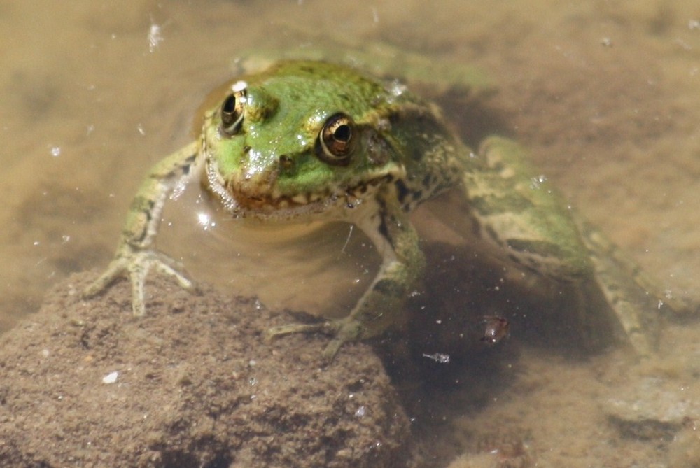 une petite grenouille