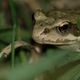 Une petite grenouille de Mazurie.