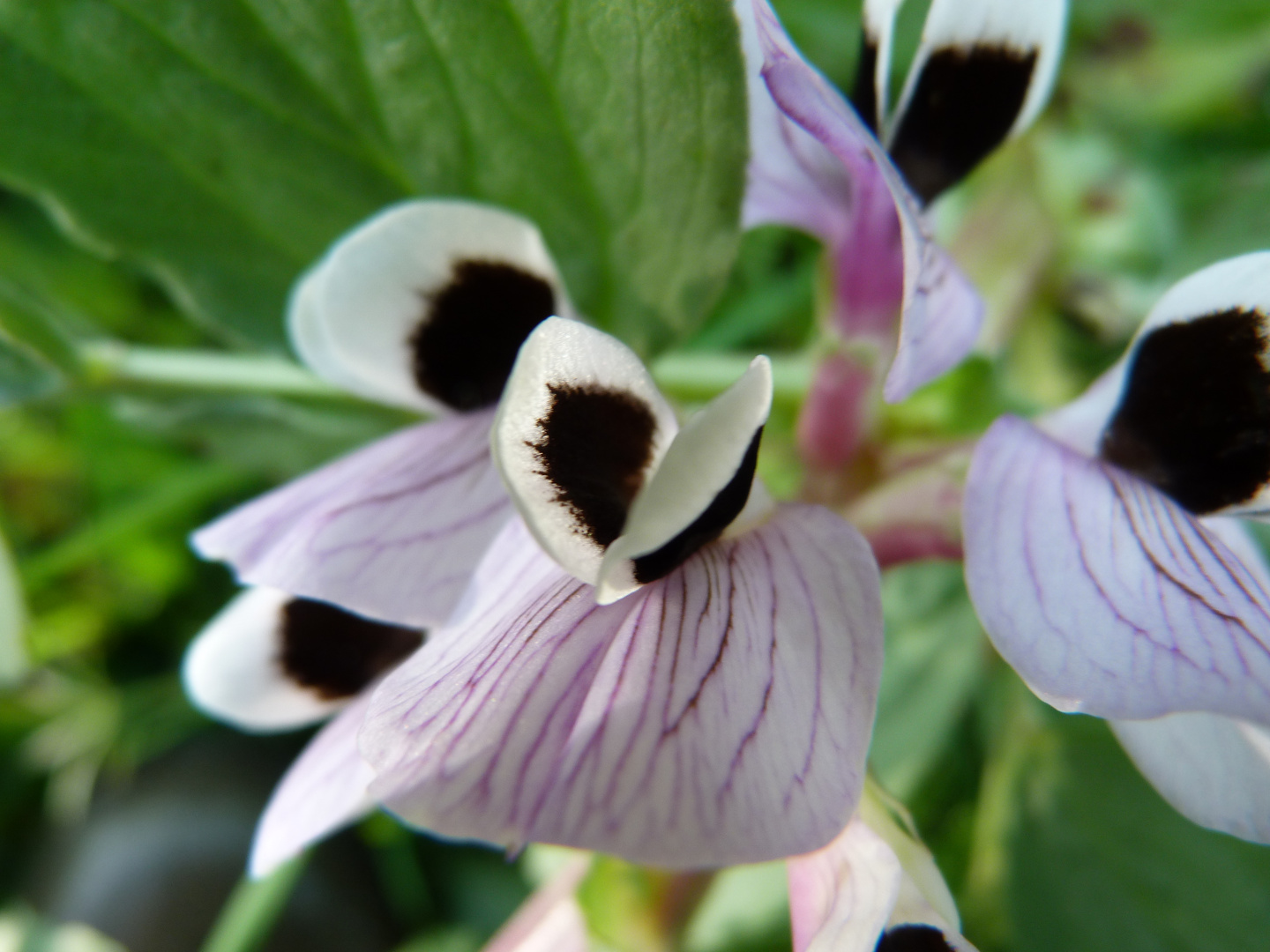 une petite macro de fleur