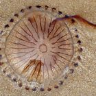 Une petite meduse echouée sur le sable