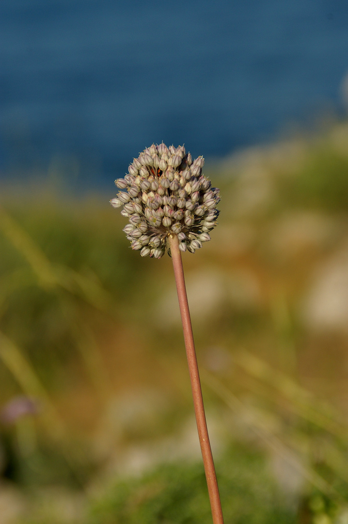 une petite merveille