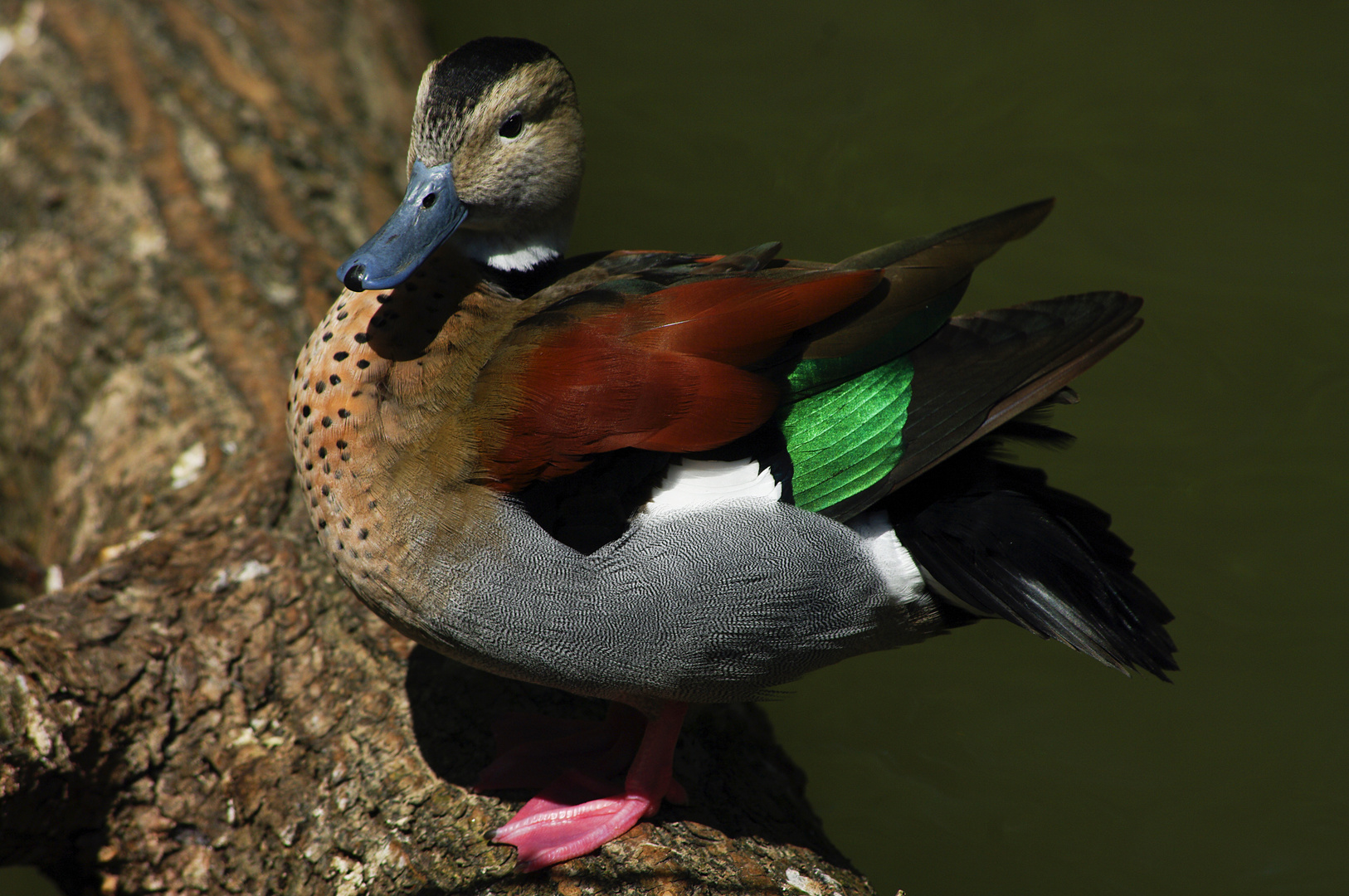 Une petite merveille de canard  (Callonetta leucophrys, sarcelle à collier)