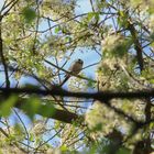 Une petite mésange à longue queue