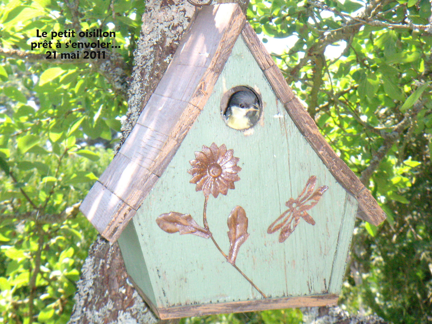 une petite mésange de quelques jours vient nous dire bonjour...