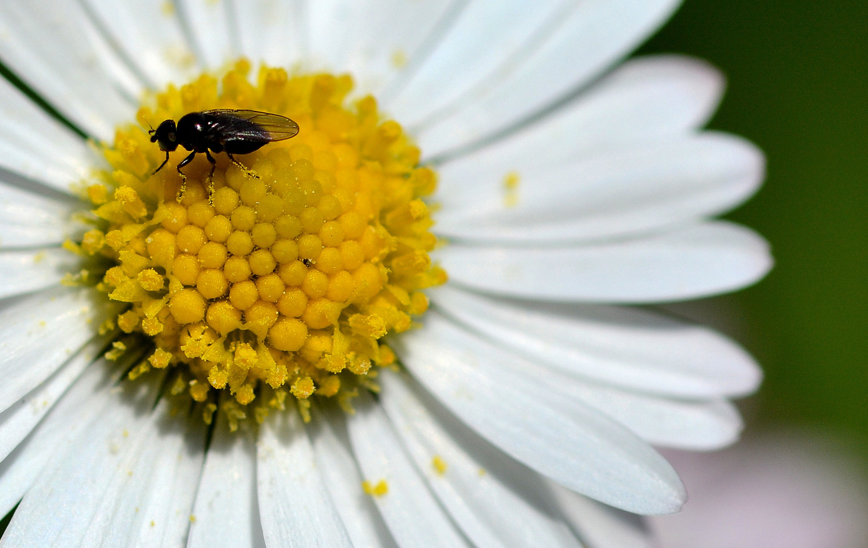 une petite mouche butine