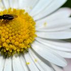 une petite mouche butine