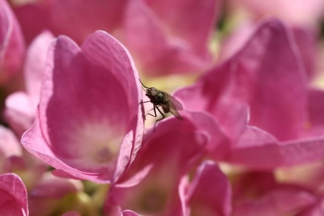 une petite mouche dans mes hortensias