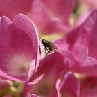 une petite mouche dans mes hortensias