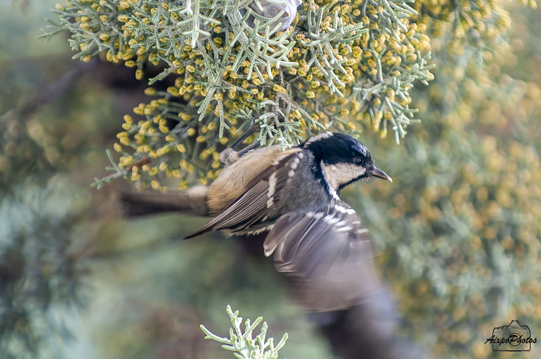 Une petite nouvelle ce matin la Mésange Noire