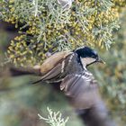 Une petite nouvelle ce matin la Mésange Noire