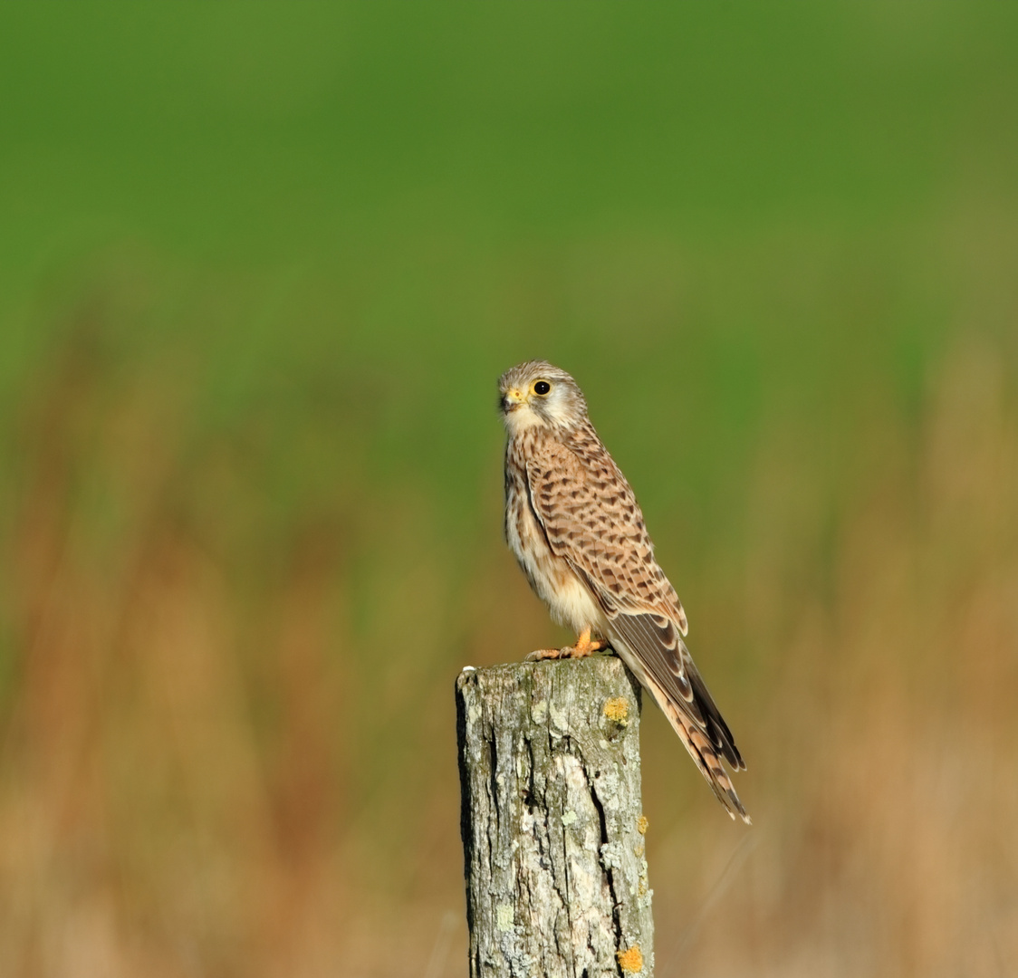 Une petite pose et il repart à la chasse.