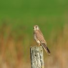 Une petite pose et il repart à la chasse.