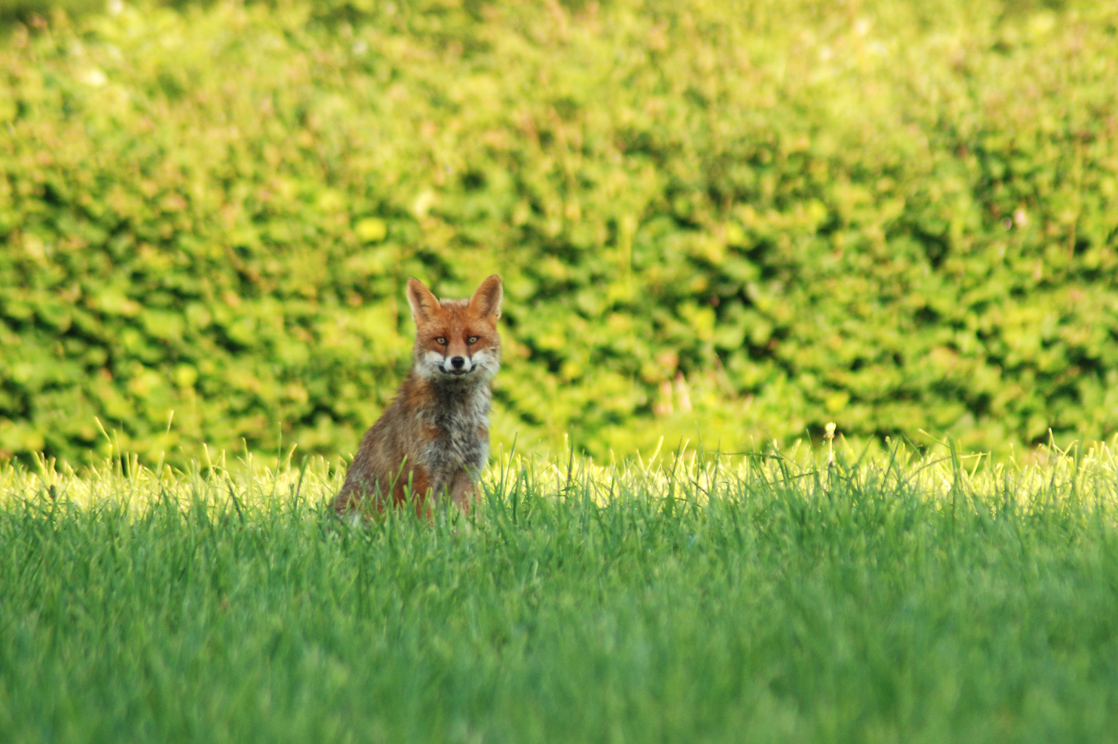 une petite pose pour monsieur goupil