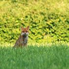 une petite pose pour monsieur goupil