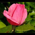 " Une petite rose qui vient d'éclore ce matin dans mon jardin "