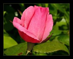" Une petite rose qui vient d'éclore ce matin dans mon jardin "