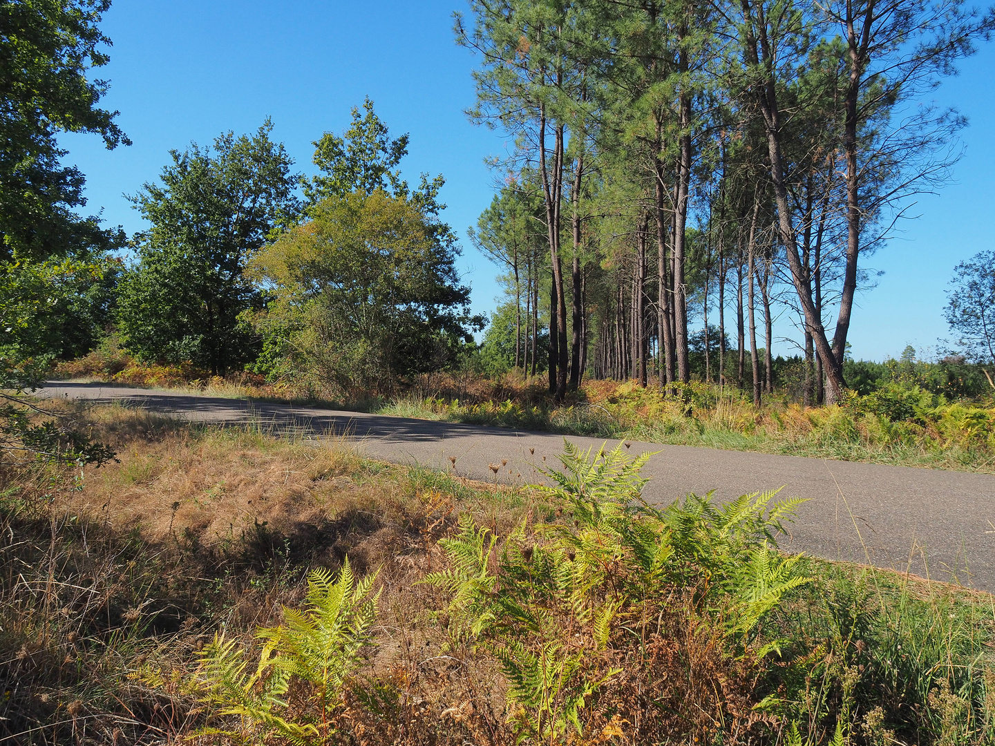 Une petite route dans la forêt des Landes