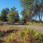 Une petite route dans la forêt des Landes