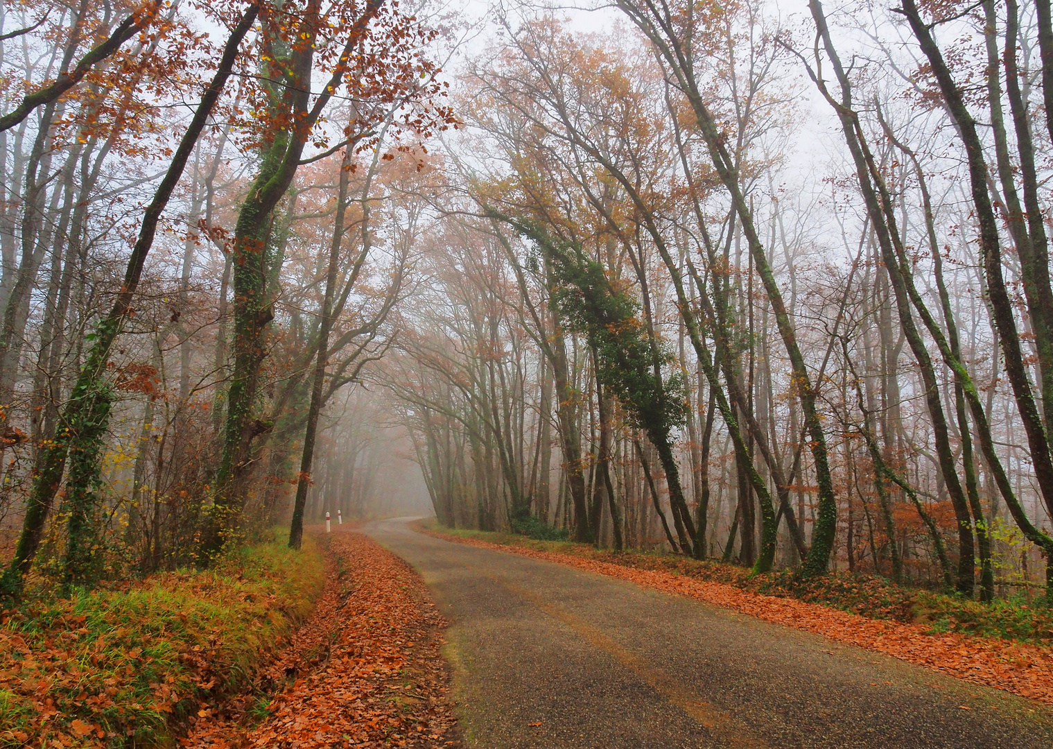 Une petite route du Gers dans le brouillard