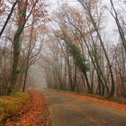 Une petite route du Gers dans le brouillard