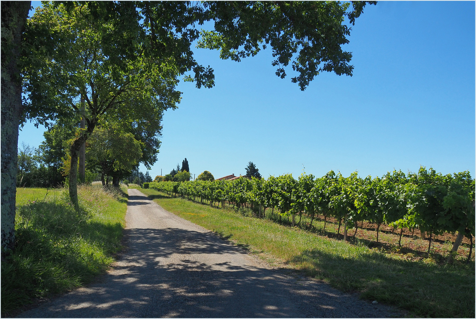 Une petite route gersoise en été