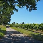 Une petite route gersoise en été