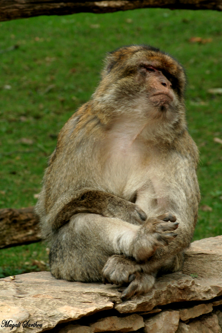 Une petite sieste bien méritée!