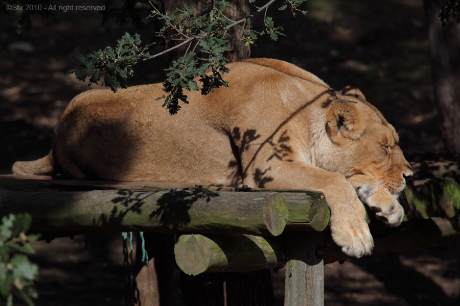 ...une petite sieste !...