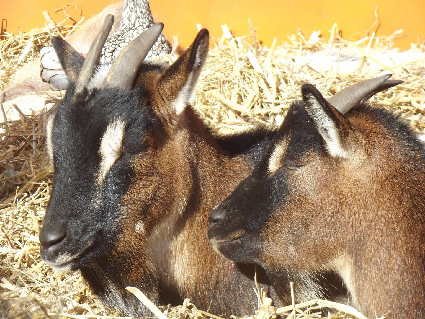 Une petite sieste serait pas de refus !