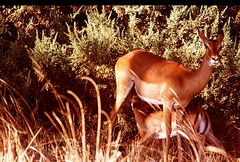 Une petite soif -Impalas - Kenya