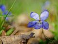 une petite violette de ntali 