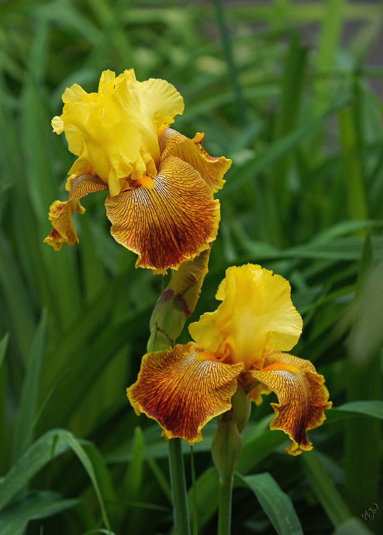 Une petite visite ...dans mon jardin ....parmi les iris...