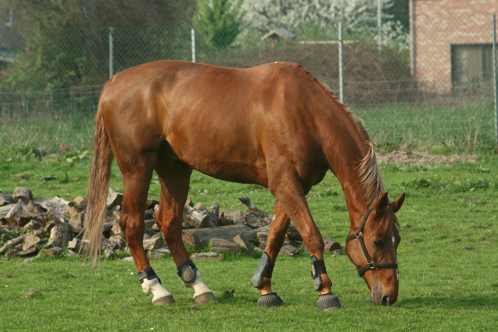 Une photo qui a du cheval?