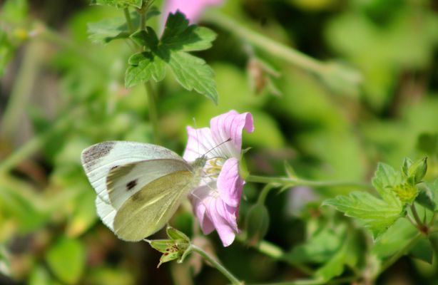 ...une Piéride !!!...