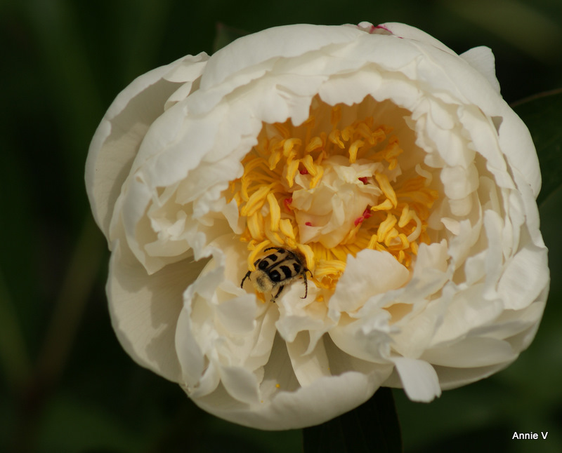 Une pivoine d'accord, mais l'insecte c'est quoi?