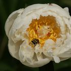 Une pivoine d'accord, mais l'insecte c'est quoi?