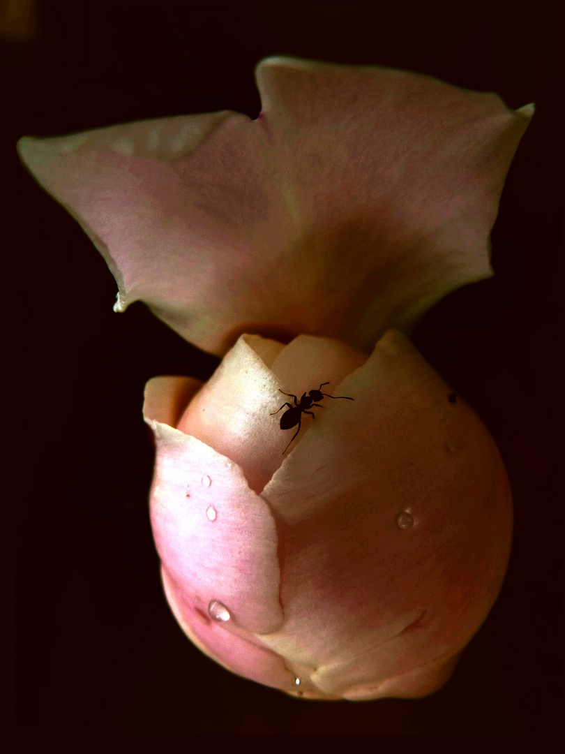 Une Pivoine en tête