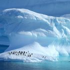 Une plage de rêve...Pôle Sud Iceberg et manchots