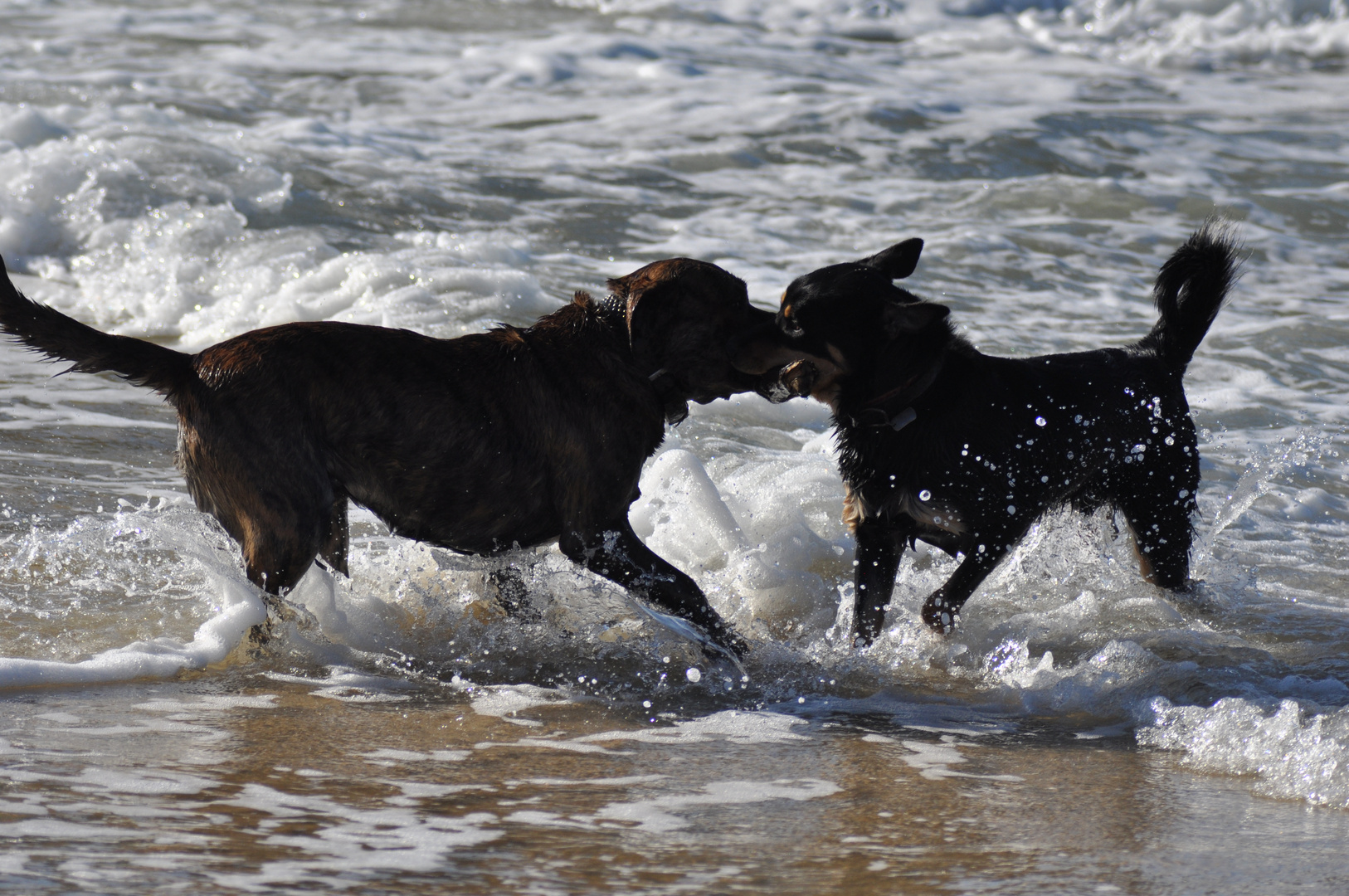 une plage,un baton, deux chiens, a toi, non a moi, non a moi!!!!