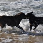 une plage,un baton, deux chiens, a toi, non a moi, non a moi!!!!