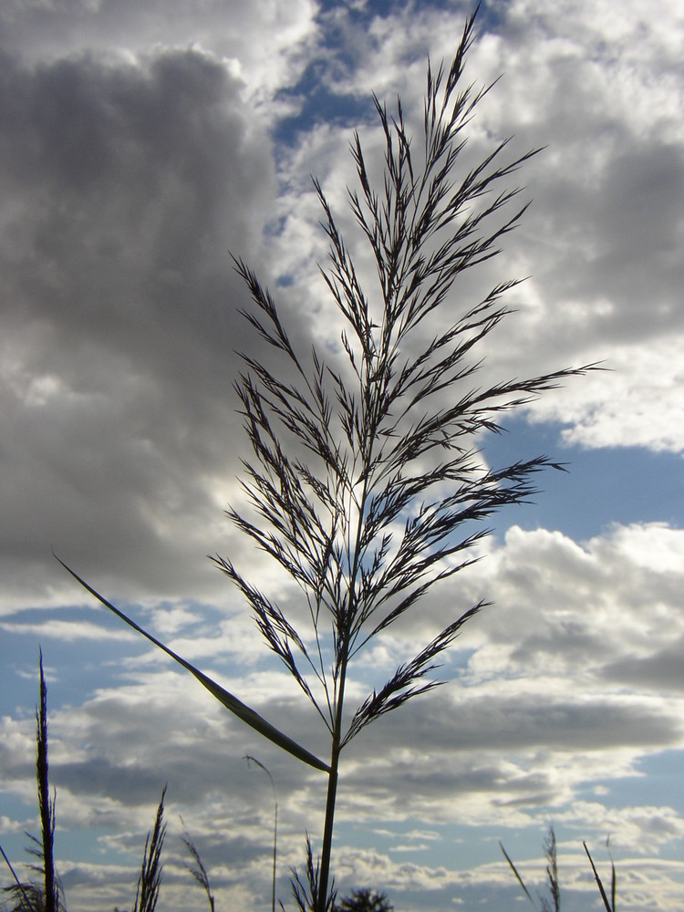 Une plume végétale au vent de Camargue