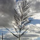 Une plume végétale au vent de Camargue