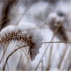 Une poésie d'hiver