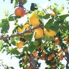 Une Poignée d'abricots en Provence