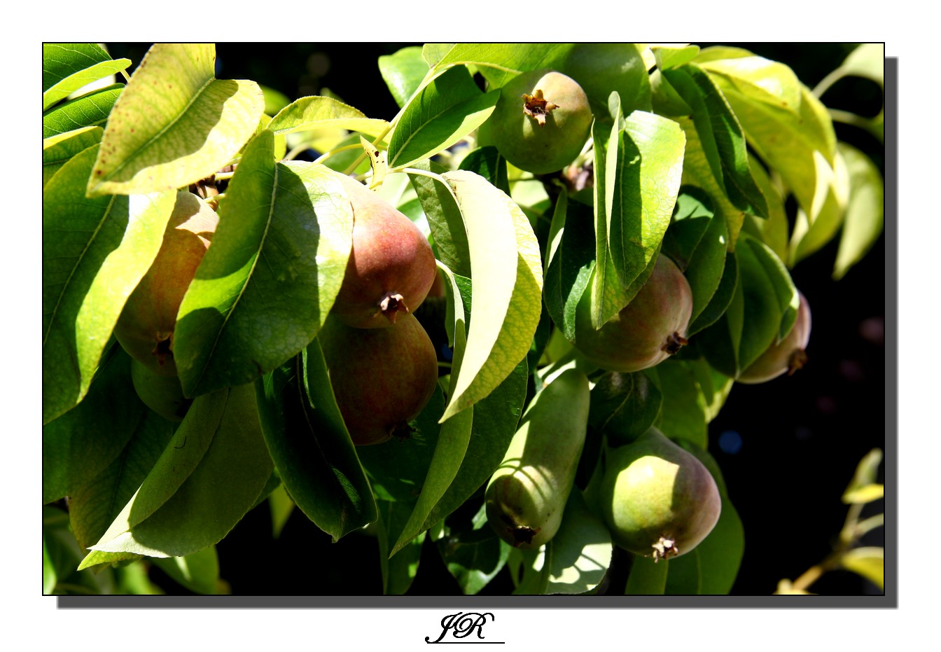 Une poire pour la soif !!!