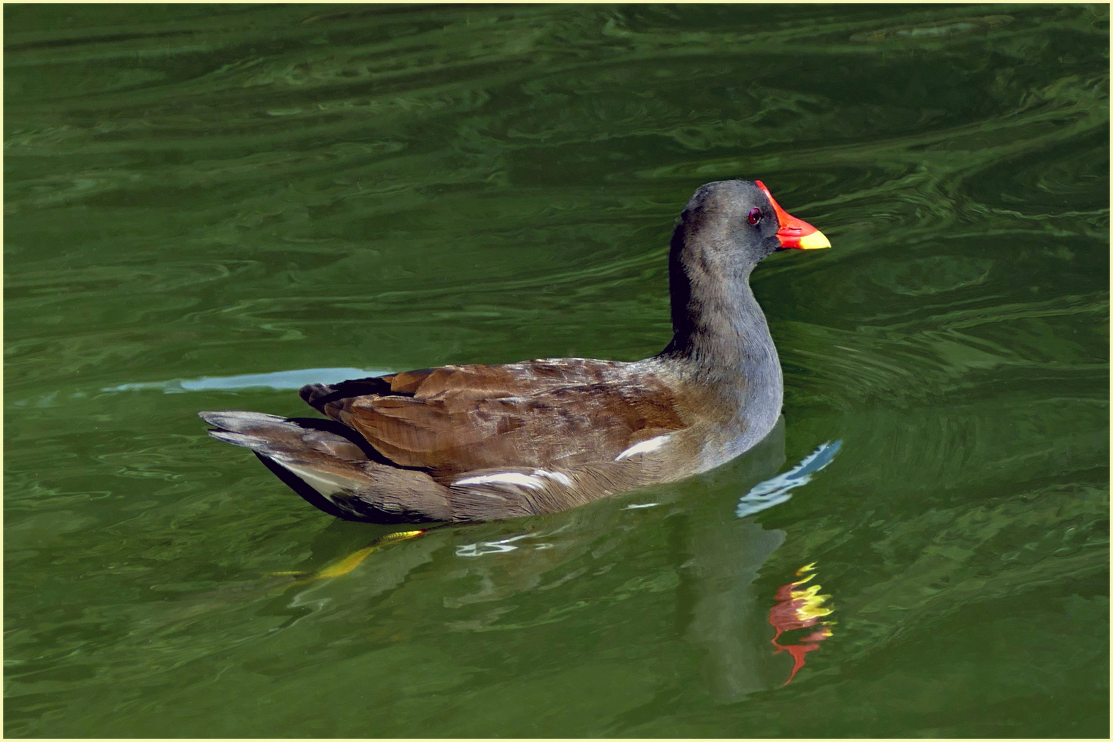 une  poule d eau de toutes les couleurs ....